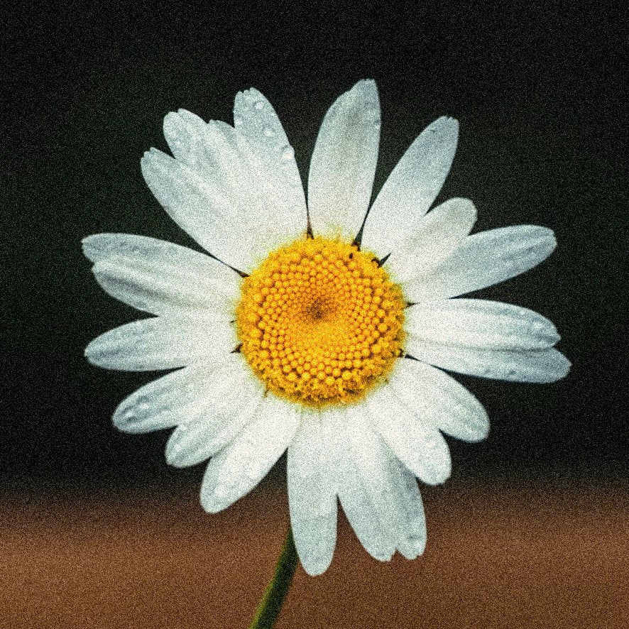 Beautiful daisy flower with blurry background and a yellow center