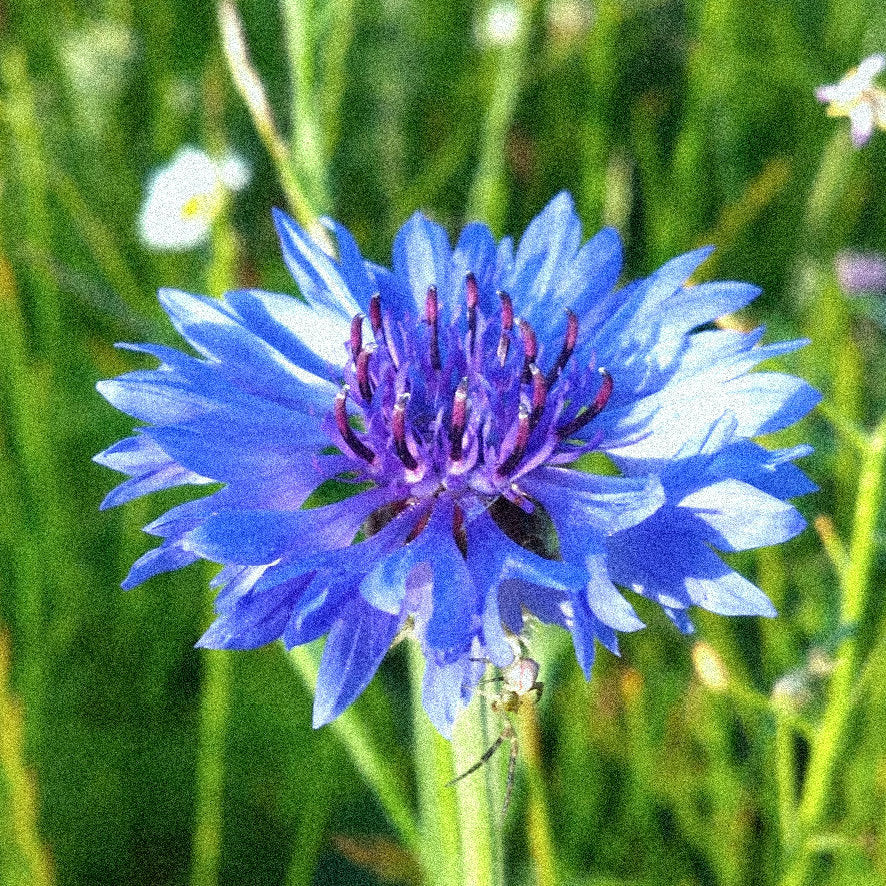 beautiful cornflower in gras field with cornflower blue Patels around a purple centre 