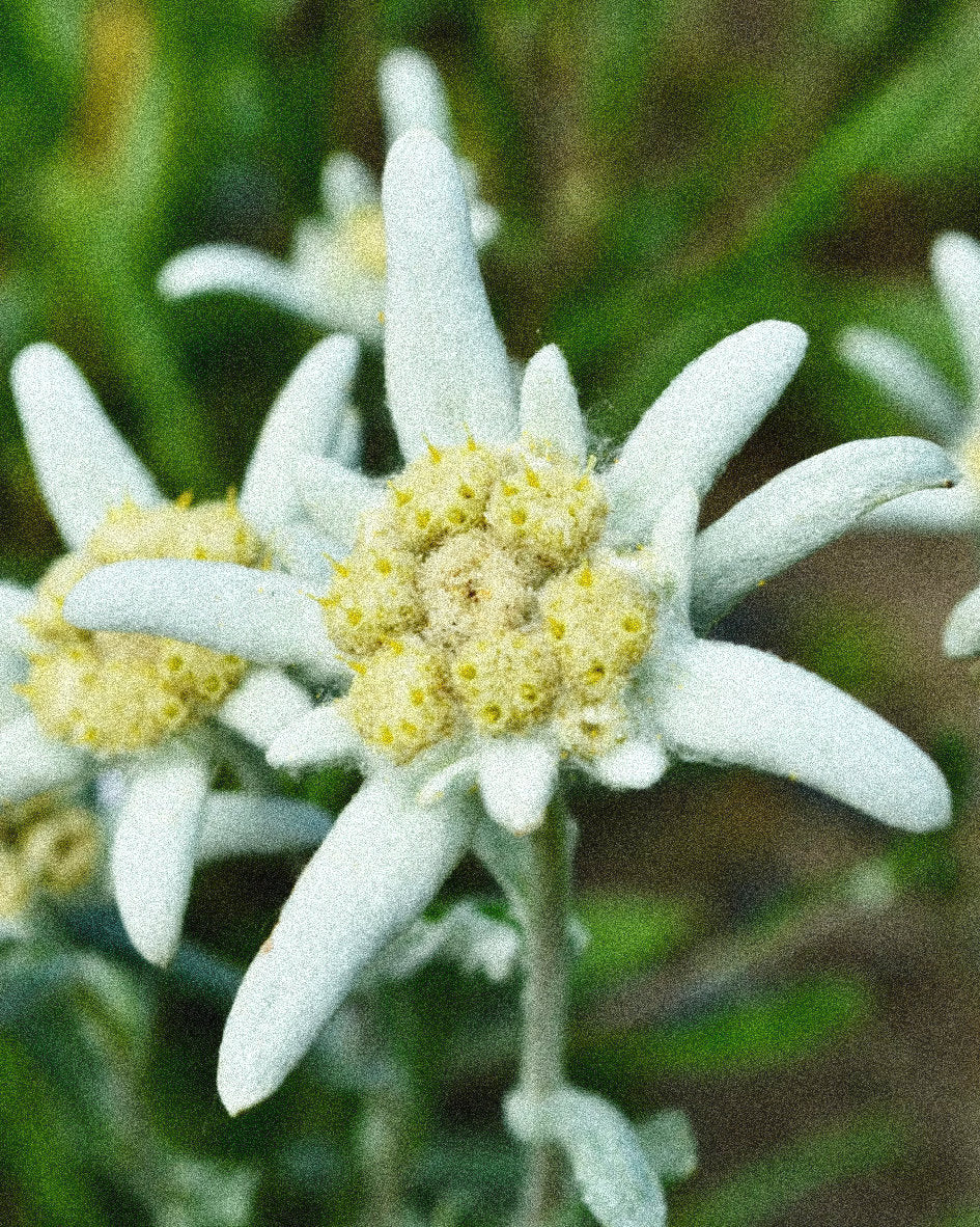 ÖSTERREICH BLUMENHÜLLE