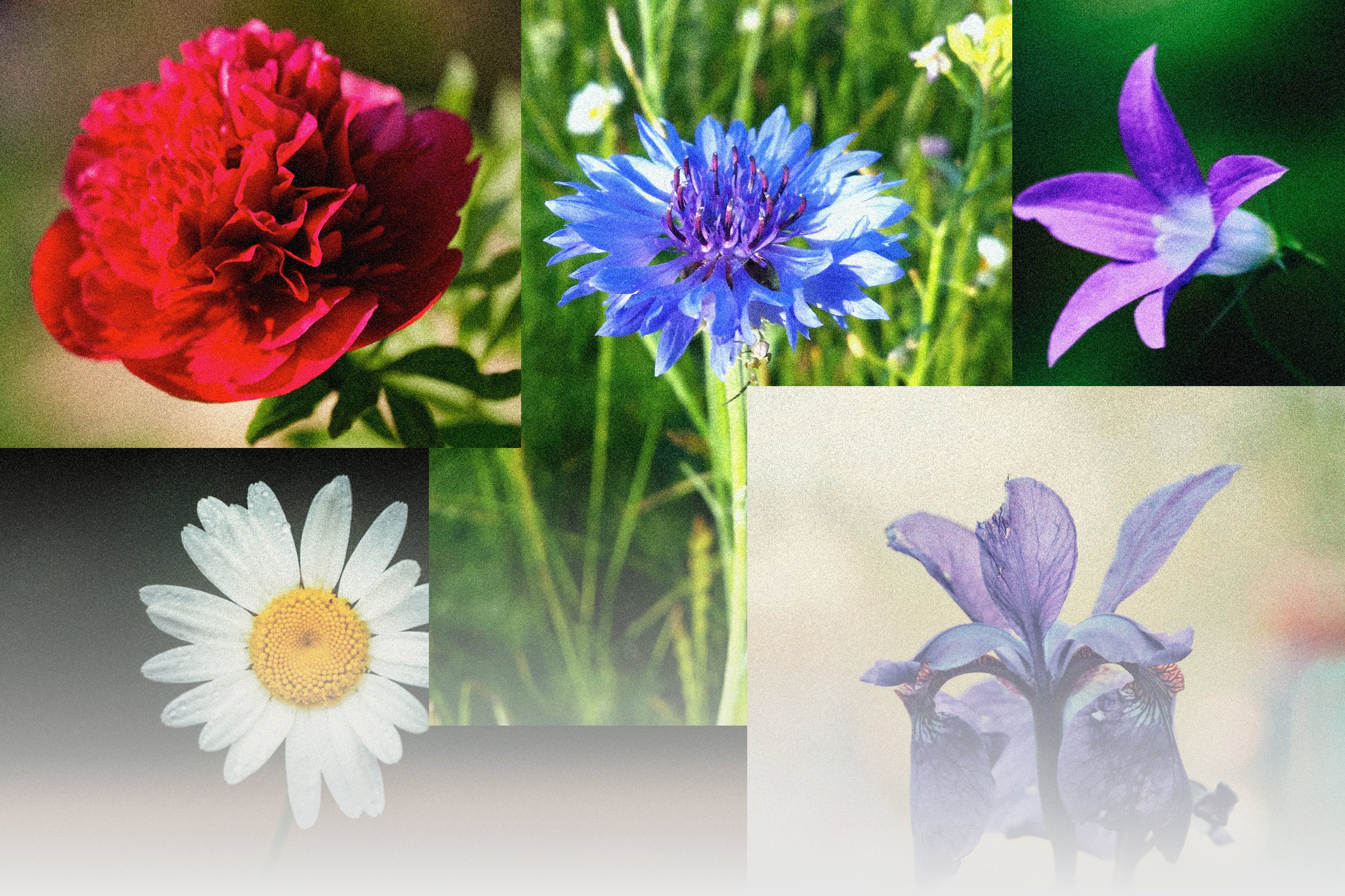 A collage of five distinct flowers, showcasing a vibrant red carnation, a graceful purple lily, a charming purple bellflower, a classic white daisy with a yellow center, and a striking blue cornflower, each set against a complementary background to highlight their unique beauty and colors.